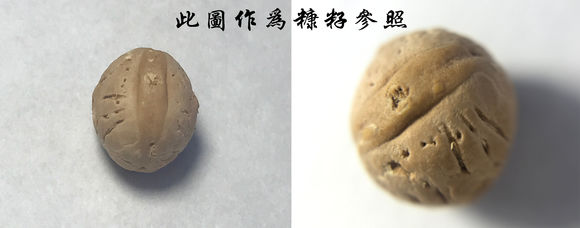 入手凤眼菩提的正确步骤,精品与极品篇 入手凤眼菩提的正确步骤,精品与极品篇 文玩天下 第2张 入手凤眼菩提的正确步骤,精品与极品篇 文玩天下 第2张