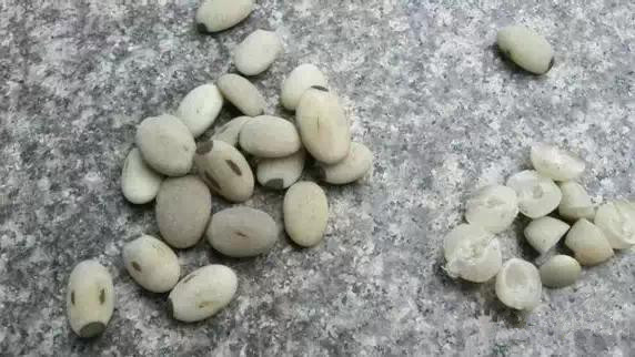 双胞胎文玩白玉菩提与菩提根的区别 双胞胎文玩 白玉菩提与菩提根的区别 文玩天下 第2张 双胞胎文玩 白玉菩提与菩提根的区别 文玩天下 第2张