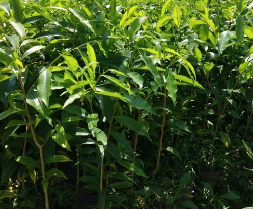奇楠沉香树适合哪些地方种 奇楠沉香北方能种植吗 奇楠沉香树适合哪些地方种 奇楠沉香北方能种植吗