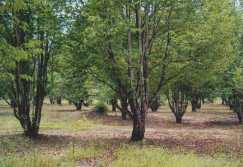 奇楠沉香树适合哪些地方种 奇楠沉香北方能种植吗 奇楠沉香树适合哪些地方种 奇楠沉香北方能种植吗