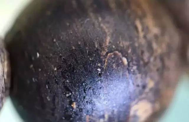 黑色沉香是什么品种 黑色沉香的种类 黑色沉香是什么品种 黑色沉香的种类